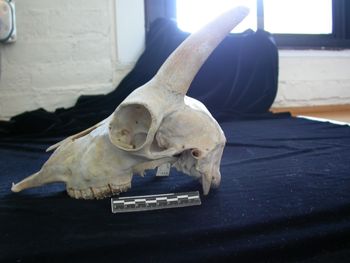 Media type: image;   Mammalogy 25354
